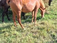 Yegua, Caballos — foto 2