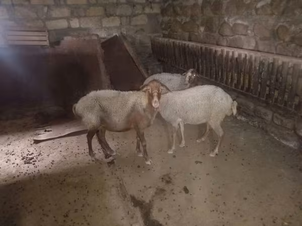 Ovce, Ovce — Ázerbájdžán