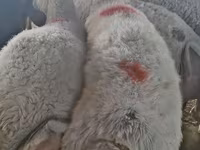 Sheep, Sheep — photo 7