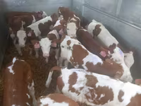 ثور, Simmental cattle — الصورة 1