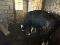 Buğa, Qırmızı-ləkəli cins — foto 1
