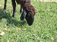 Sheep (batch, sex not specified), Sheep — photo 4