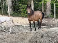 घोड़ी, Black Sea breed — फ़ोटो 4