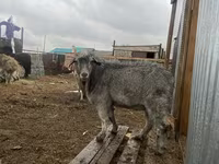Kozel, Alpine goat — foto 1