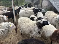 Qoç, Dorper sheep — foto 7
