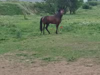 Horse (M), Horses — photo 7