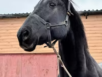 Toychoq, Akhal-Teke — 7-rasm