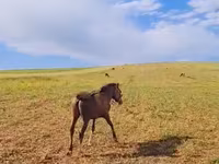 Horse (M), Karabakh horse — photo 3