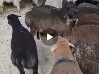 Sheep (batch, sex not specified), Sheep — photo 2