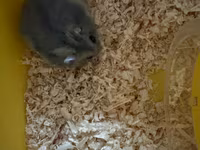 Kiçik heyvan dəsti – cüce hamster və qəfəsi - Növ: cüce hamster (boz — фото 1