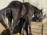 Yegua, Friesian sport horse — foto 1