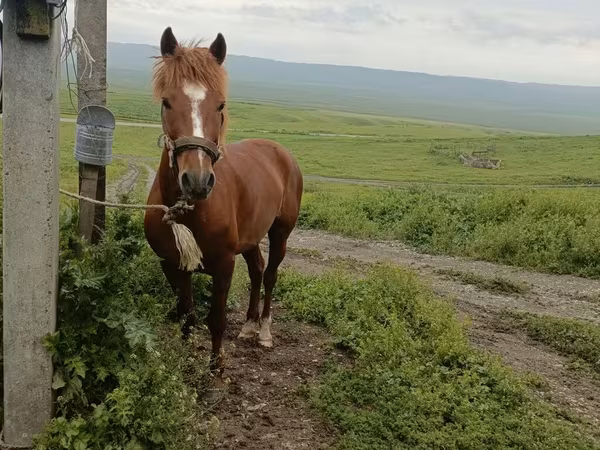 Horse (M), Azerbaijan horse — Azerbaijan