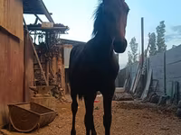 Horse (M), French Trotter — photo 4