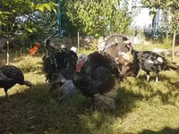 Turkeys — Foto 1