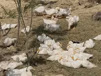 Ducks — photo 1