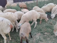 Qoç, Qoyunlar — foto 7