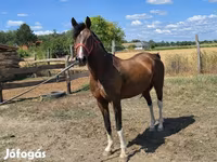 Cavalo, Westphalian — foto 3