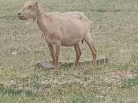 Kozel, Alpine goat — foto 1