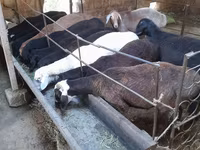 公羊, Sheep — 照片 2