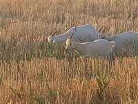 Oveja, Ovejas — foto 5