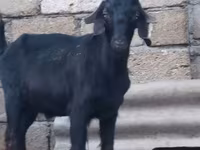 Keçi, Anatolian Black goats — foto 1