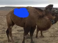 Dişi dəvə, Kazakh Bactrian camel — foto 3