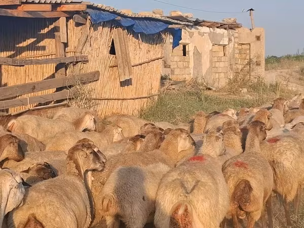 Sheep (batch, sex not specified), Sheep