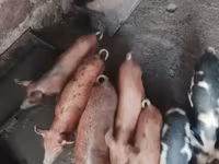 Säue, Schweine — Foto 1