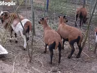 Baran, Cameroon sheep — zdjęcie 1