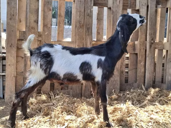 Keçi, Kamori goats