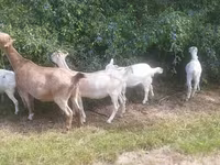 Dişi keçi, LaMancha goats — foto 3
