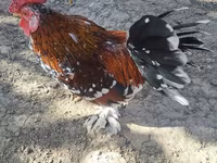 Chickens — foto 3