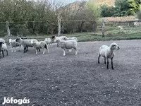 Beran, White Suffolk sheep — foto 2