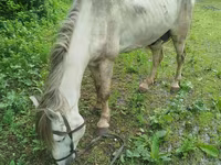 Horse (M), Horses — photo 2