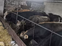 Buğa, Karakul — foto 2