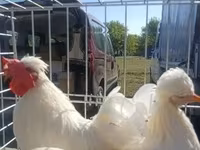 Chickens — фото 1