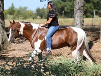 Kůň, American paint horse — foto 2