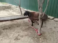 公羊, Sheep — 照片 4