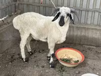 Qoç, Suffolk sheep — foto 2