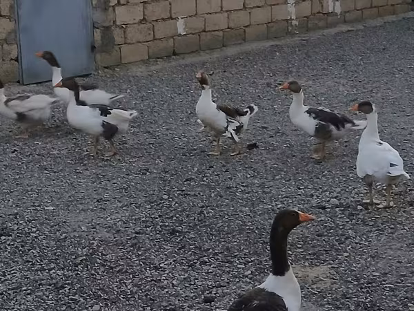 Geese — Azerbaijan