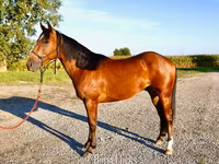 At, Quarter Horse — foto 2