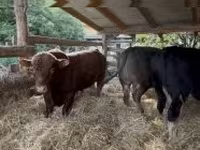 公牛, Holstein breed — 照片 2