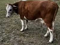 Sigir, Simmental cattle — 4-rasm