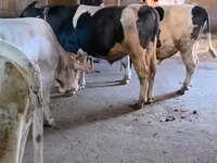 Bull, Holstein breed — photo 4