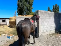 At, Karabair horse — foto 3