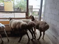 Ovce, Rhon sheep — foto 1