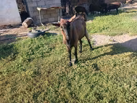 Cabra, Cabras — foto 2