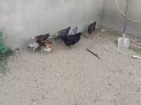 Chickens — photo 6