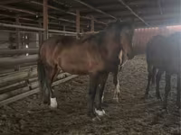 Horse (M), Horses — photo 2
