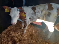 सांड, Simmental cattle — फ़ोटो 2